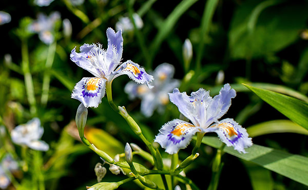 野の花が季節ごとに咲く