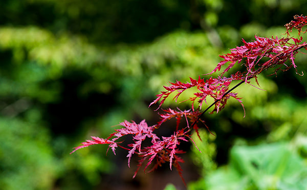 秋には紅葉が色づく